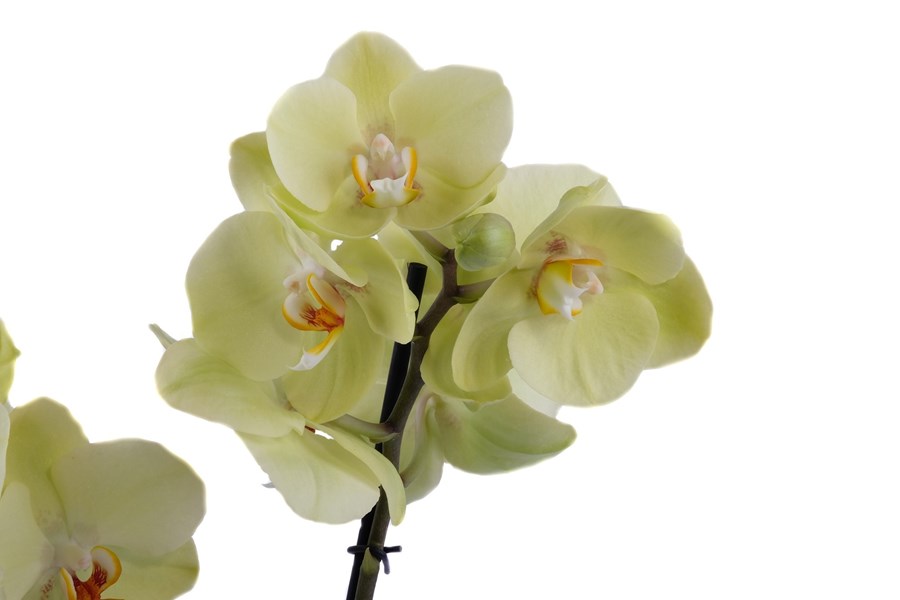 Орхидея в горшке Орхидея Фаленопсис лимонная 2ст